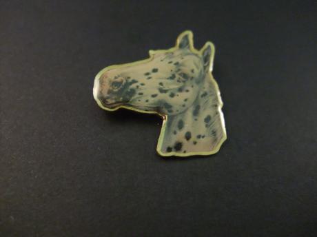 Appaloosa paard met gespikkelde vacht